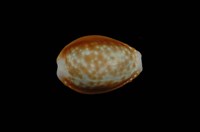 藏品(紅花寶螺)的圖片